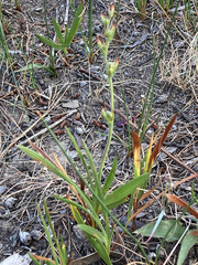 Babiana angustifolia