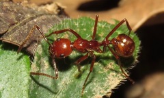 Megalomyrmex leoninus
