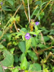 Browallia americana