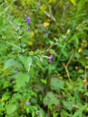 Browallia americana