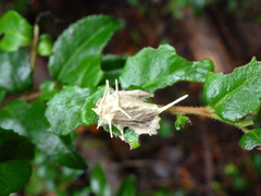 Akanthomyces