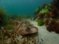 Trygonorrhina dumerilii