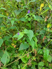 Browallia americana