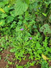 Browallia americana