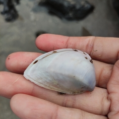 Crassula aequilatera