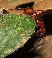 Megalomyrmex leoninus