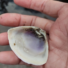 Crassula aequilatera