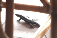 Trachylepis margaritifera