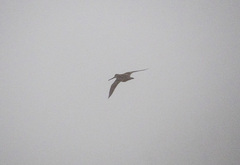 Gallinago gallinago