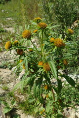 Bidens radiata
