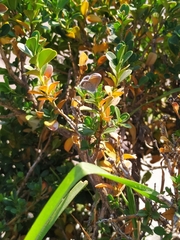 Brephidium exilis exilis