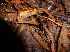 Plethodontinae