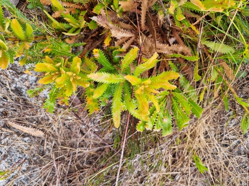 Image of Banksia aemula by (c) Martin Rady, some rights reserved (CC BY)