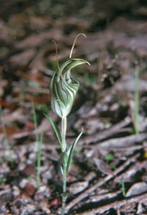Pterostylis dolichochila