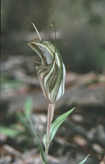 Pterostylis dolichochila