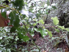 Pittosporum