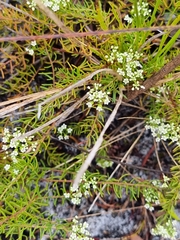 Platysace ericoides