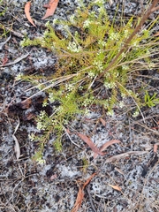 Platysace ericoides