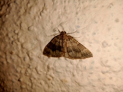 Larentia malvata