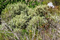 Grubbia tomentosa