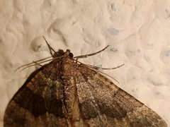Larentia malvata