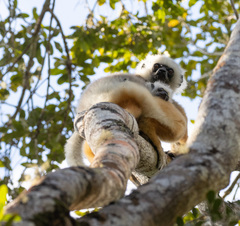 Propithecus diadema