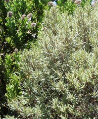Grubbia tomentosa