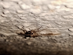 Larentia malvata