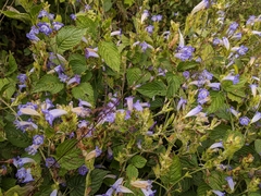 Strobilanthes rankanensis