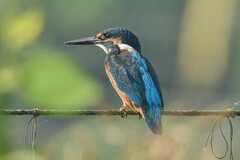 Alcedo atthis