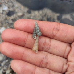 Stiracolpus