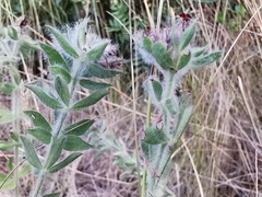 Lotus hirsutus