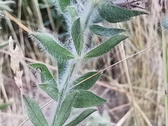 Lotus hirsutus