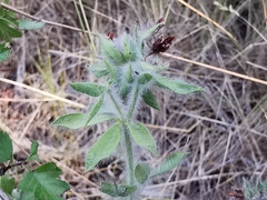 Lotus hirsutus