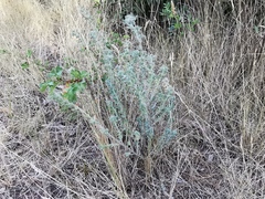 Lotus hirsutus