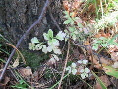 Aegopodium alpestre