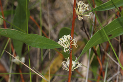 Hakea florulenta