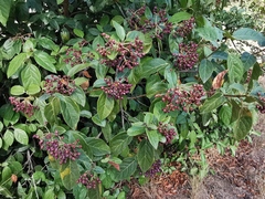 Viburnum tinus