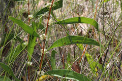 Hakea florulenta