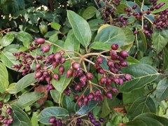 Viburnum tinus