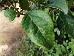 Viburnum tinus