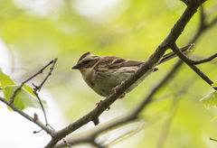 Emberiza elegans