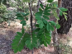 Sorbus aucuparia