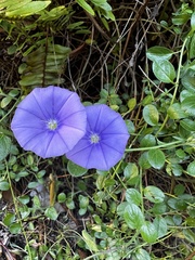 Convolvulus sabatius