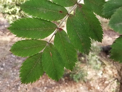 Sorbus aucuparia