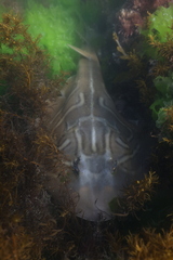 Trygonorrhina dumerilii