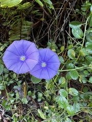 Convolvulus sabatius