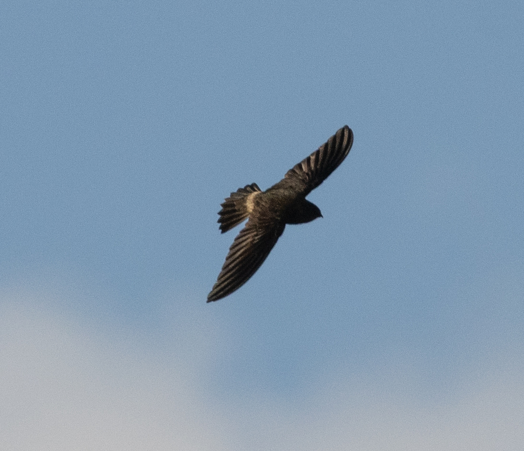 Madagascar Spinetail