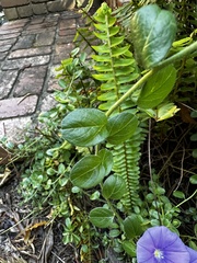 Convolvulus sabatius