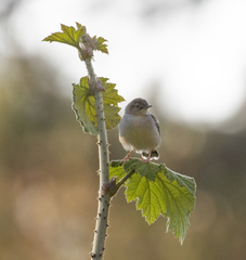 Cisticola cherina